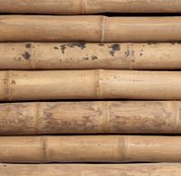 bambusrohr-guadua-natur