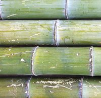 bambusrohr-moso-naturfarben